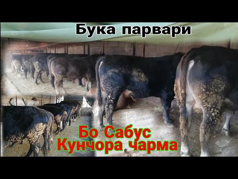 ФЕРМА БО САБУС КУНЧОРА ЧАРМА ТАРБИЯИ БУКА УСУЛИ ХУБИ ЧОРВО ПАРВАРИ ФЕРМА ,, AMAZING,,