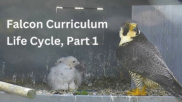 Falcon Curriculum: Life Cycle, Part 1