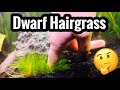 Dwarf Hairgrass Care - Carpet without CO2