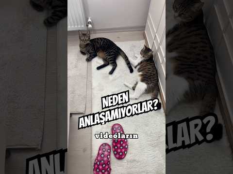 Hüsrev ve Leblebi neden anlaşamıyor? #cat #cats #kedi