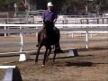 Paso Fino Dressage, Really! Marty and Dino at LAEC 8/28/11