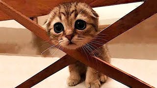 Funny animals - Funny cats / dogs - Funny animal videos 52