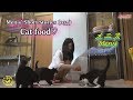 Menis' short storise (037) Cat food