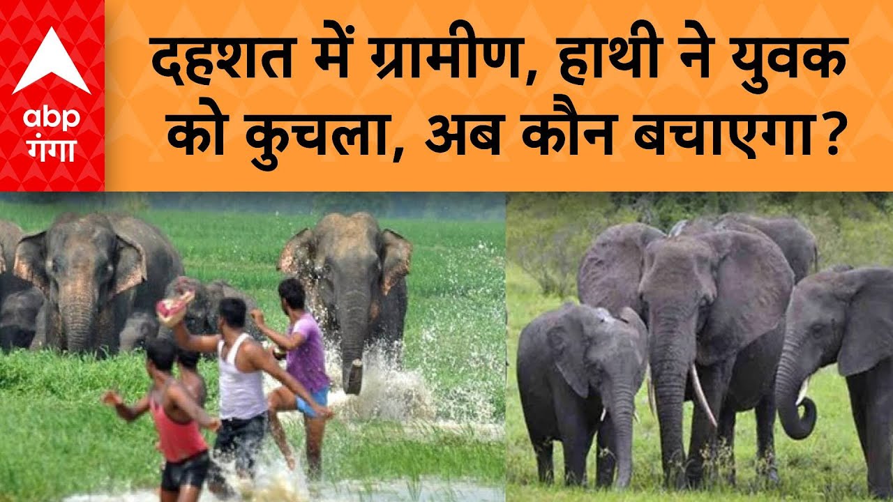 Viral Video : दहशत में ग्रामीण, हाथी ने युवक  को कुचला , अब कौन बचाएगा?