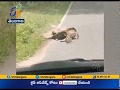 Man helps deer to escape from python, video goes viral