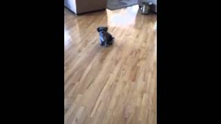 blue merle doodle puppy video