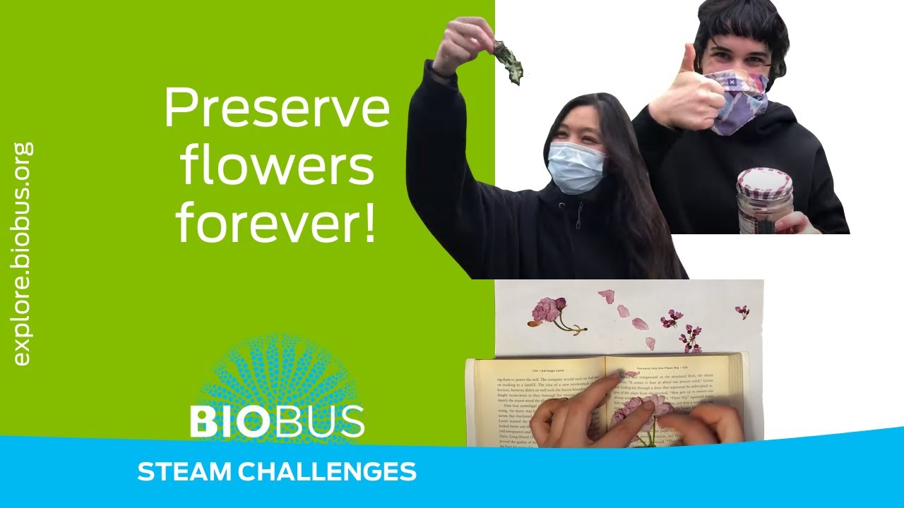 BioBus STEAM Challenges | Preserve flowers forever!