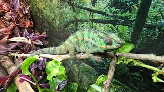 Amor the Chameleon.  #chameleon #pantherchameleon #classpet #lizards #superworms