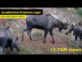 Incredible Moose Rut Pit Behavior