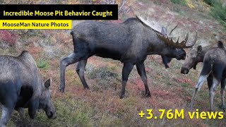 Moose Pit Behavior Caught On Camera