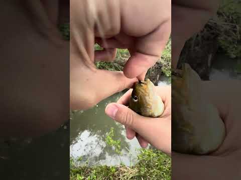 Is this the BEST Creek Fishing Lure EVER? #fishing