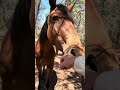 This one month old foal is an orphan. I have started a fundraiser to help with his care #help #horse
