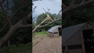 what caterpillars do to fruit trees. #trees #hobby #hobbyfarming #farming #shorts