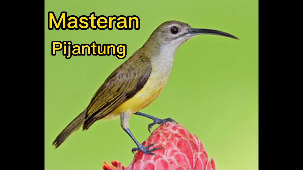 Masteran Pijantung ll Pijantung Gacor Durasi Panjang