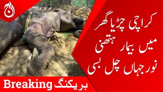 Karachi zoo sick elephant Noor Jahan died - Breaking - Aaj News