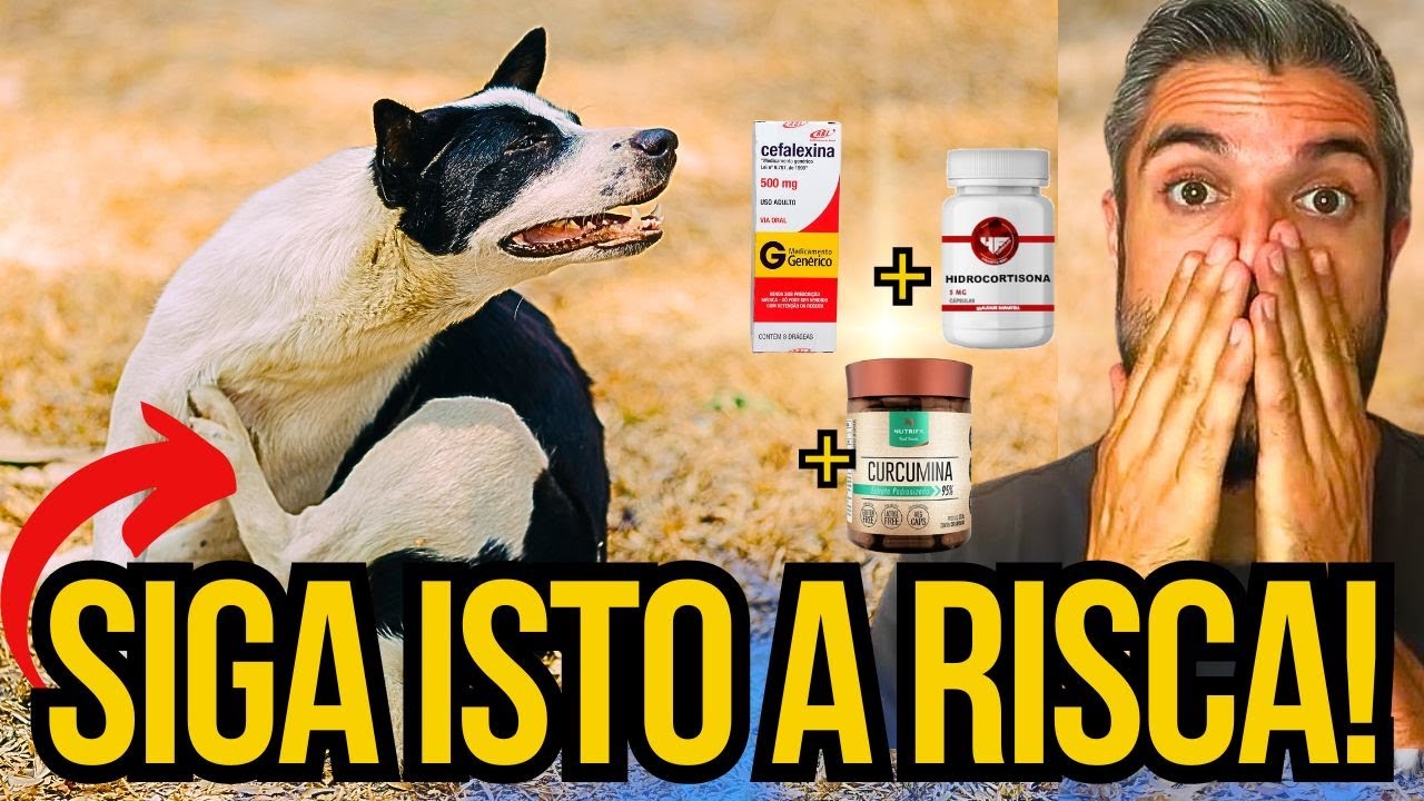 COMO CURAR COCEIRA DO CACHORRO C DERMATITE AT PICA REM DIO CURA como-curar-coceira-do-cachorro-c-dermatite-at-pica-rem-dio-cura