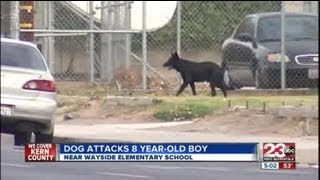 Dog Attacks 8-Year-Old Boy