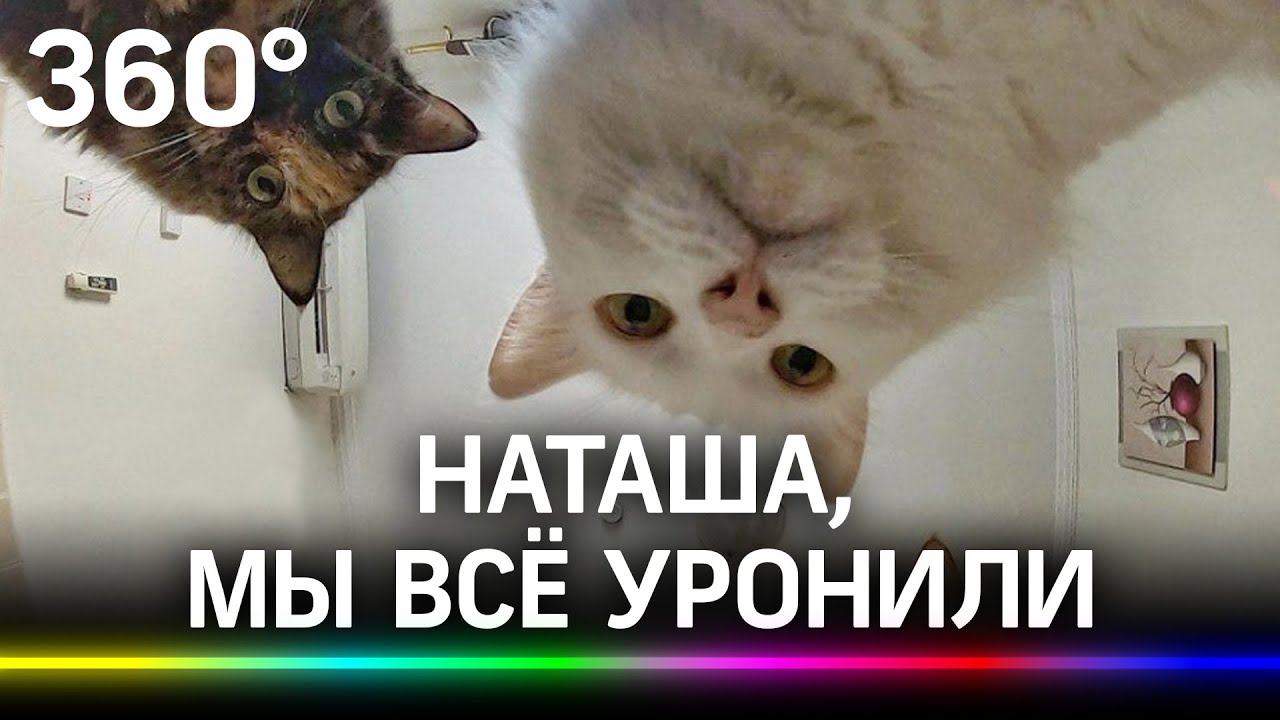 Наташа Мы Все Уронили Коты Фото