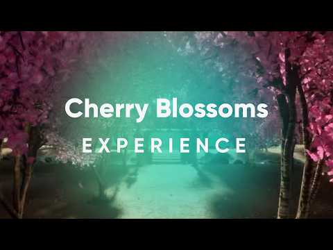 Cherry Blossoms | Sneak Peek