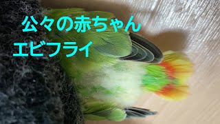 230807【公々の赤ちゃん】もうすぐひと月　小桜インコ　我が家の天使たち8羽