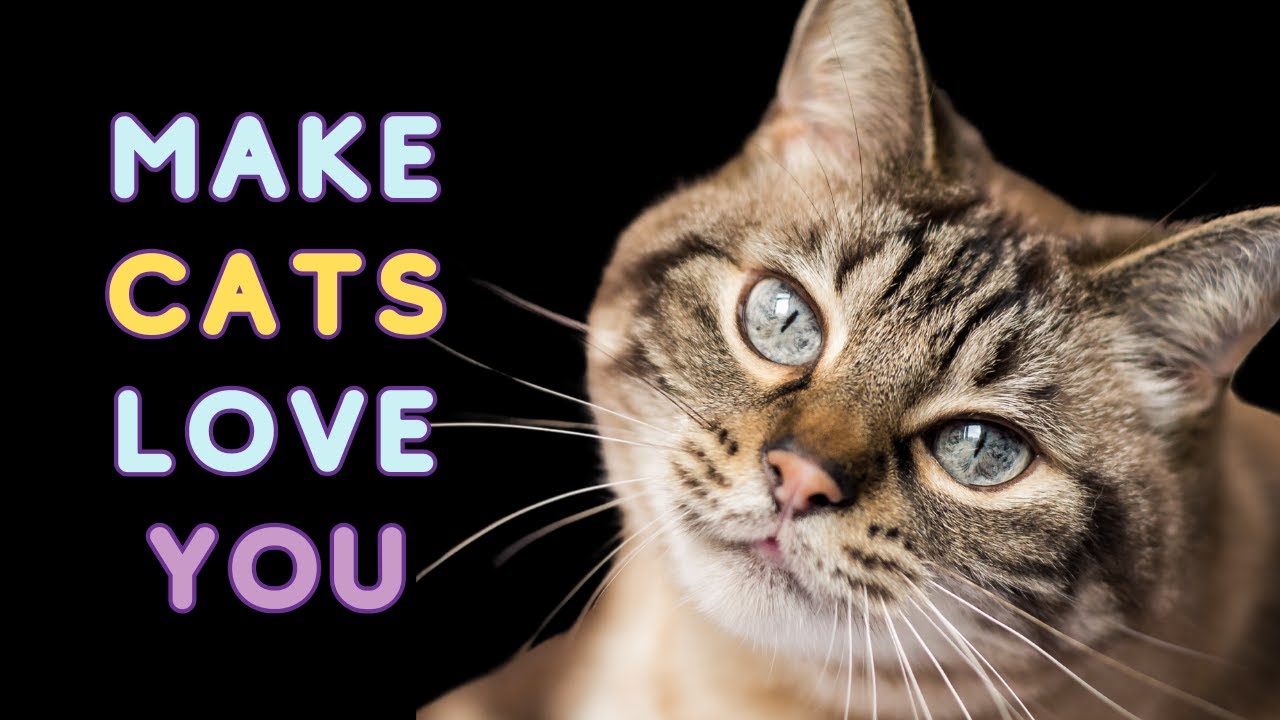 11 Scientifically PROVEN Ways to Make ANY Cat Love You!