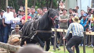 Concurs cu cai de tractiune   proba de simplu   Bobolia, Prahova 27 Mai 2023 Nou!!!