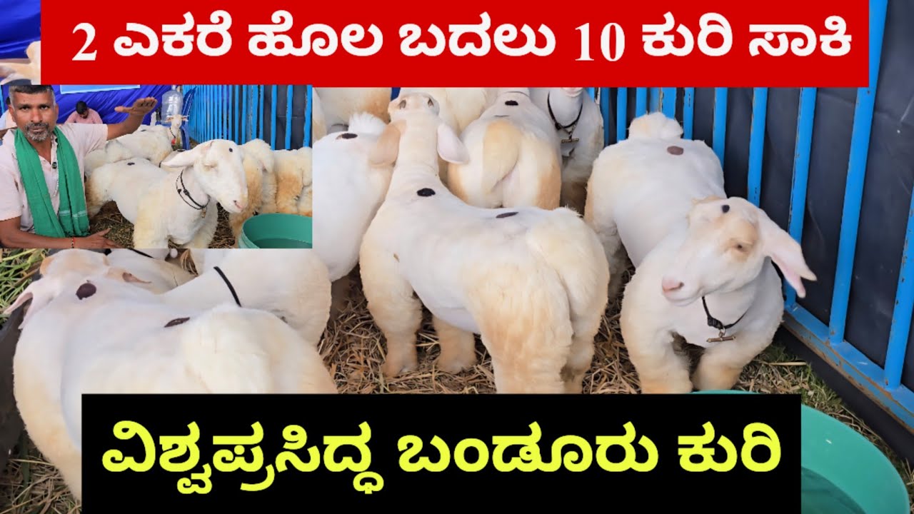 ವಿಶ್ವಪ್ರಸಿದ್ಧ ಕುರಿ.! 2 ಎಕರೆ ಹೊಲ ಬದಲು 10 ಕುರಿ ಸಾಕಿ.! 