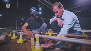 Boas praticas Avicultura Ep 3 Criacao de frango de corte