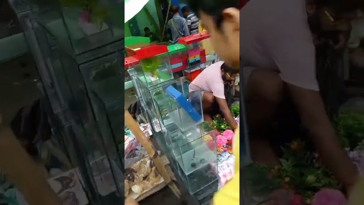 kolkata galiff street fish market aquariam 150 ,400 ,500 ,1000  