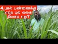 4best grass for cattle in india  high yield green fodder for cattle farm  super napier  co5