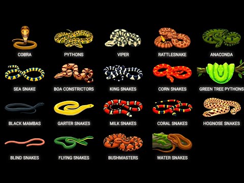 Every Type of Snake Explained in 7 Minutes!