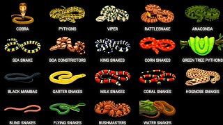 Every Type of Snake Explained in 7 Minutes!
