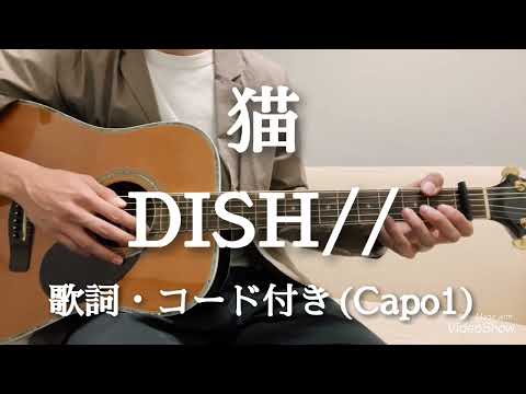 猫 / DISH//  ギター弾き語り　歌詞・コード付き(Capo1)