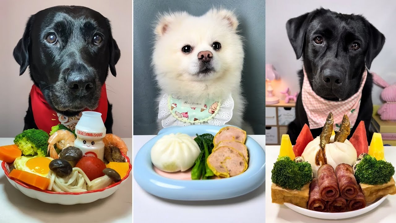 Ultimate Dog Food Challenge | Which Pup Had the Boldest Taste?🐶🍽️