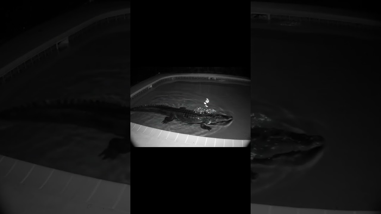 🐊 A Crocodile Swimming in the Pool 😱 | Surreal AI Creation