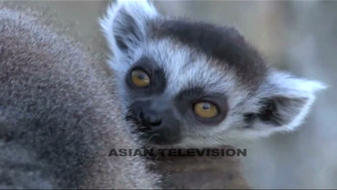 Rare wild animals of the world - Africa zoo