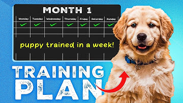 Your Complete First Week Puppy Training Plan