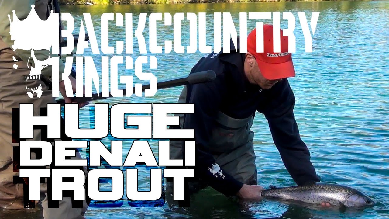 Backcountry Kings :: Huge Rainbow Trout in Denali