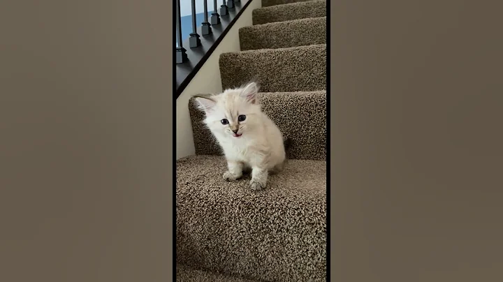 Watch the video about Cute siberian kitty video #babykitty #siberian #fok #hypoallergenic