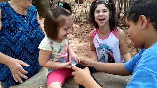 Brincando Com Os Animais No Sítio