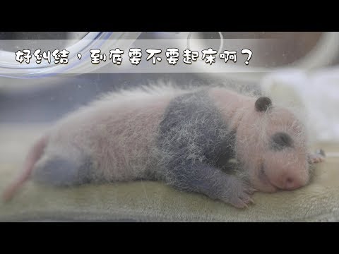 《熊貓早晚安》好糾結，到底要不要起床啊？| iPanda