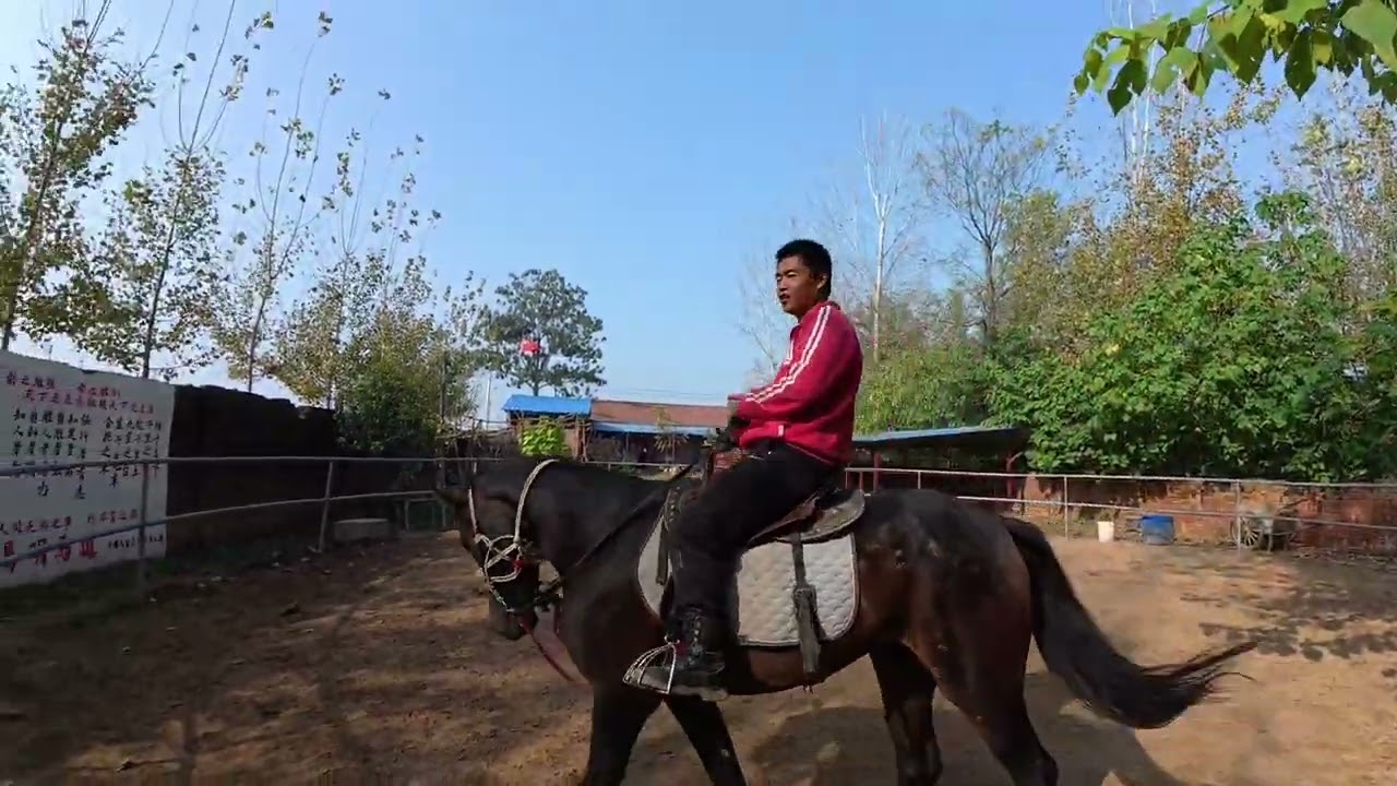 驯了好几百匹马头一次见气成这样的，这马脾气气性真不是一般的大 #河南驯马小伙骑士威 #易明马道 #中国人的驭马之道 #以柔克刚驯马法 #传播中国马文化
