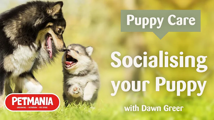 Puppy Care - Socialising your Puppy with Dawn Greer