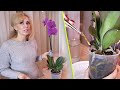 Уценка, орхидея с ГНИЛЫМИ КОРНЯМИ. РЕЗАТЬ или ОСТАВИТЬ. Как ОСТАНОВИТЬ ГНИЛЬ.