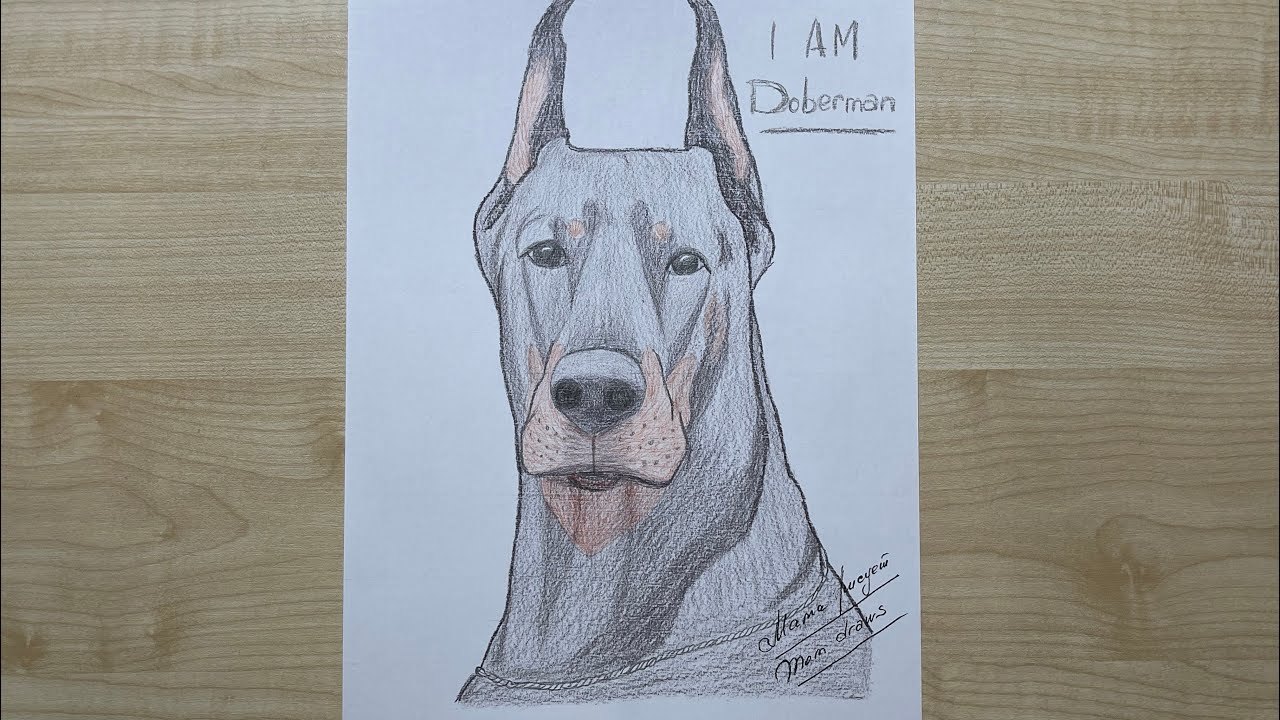 How To Draw A Dog Doberman Step By Step