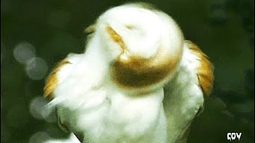 TYTO THE OWL // SHOWDO CLIP BY GEMSNOTICA