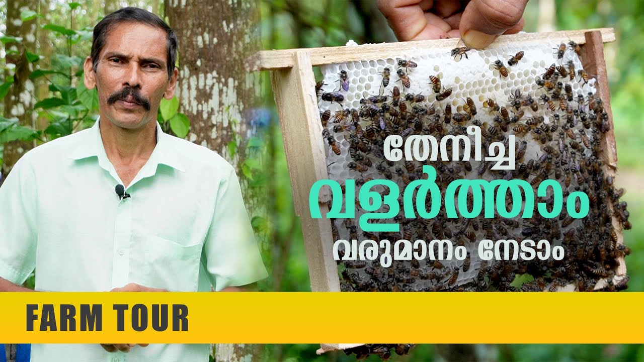 തേനീച്ച വളർത്തലിലൂടെ വരുമാനം നേടാം | തേനീച്ച വളർത്തൽ | Honey Bee Farming Malayalam | Siby Augustine