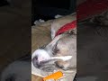 Cute Dog Dreaming