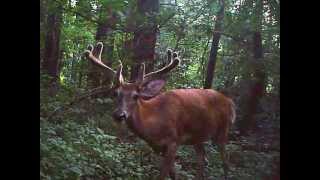 Double Brow Tine 10 Point Buck
