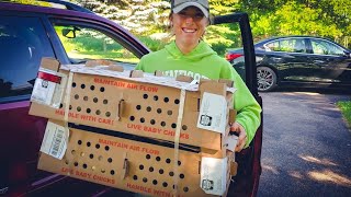 Where Should I Get My Chickens From? | Tips for Choosing a Hatchery